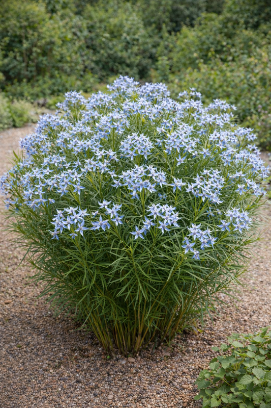 Amsonia ciliata