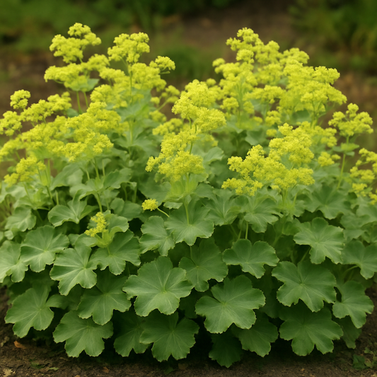 Alchemilla sericata 'Gold Strike'