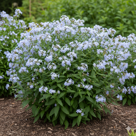 Amsonia tabernaemontana 'Stella Azul'