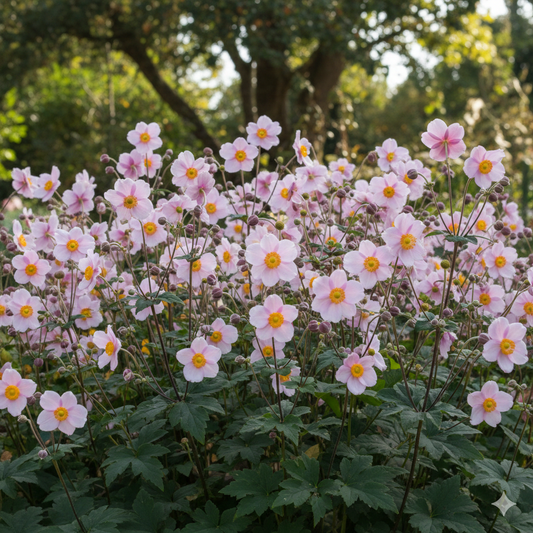 Anemone (Autumn Single Group) 'Ouvertüre'