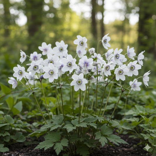 Anemone leveillei