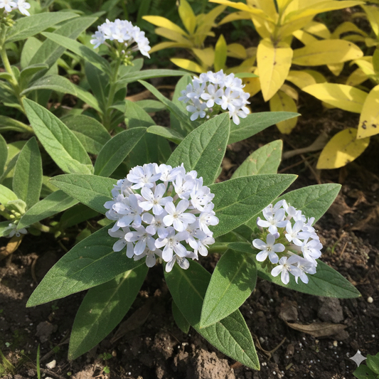 Amsonia ludoviciana
