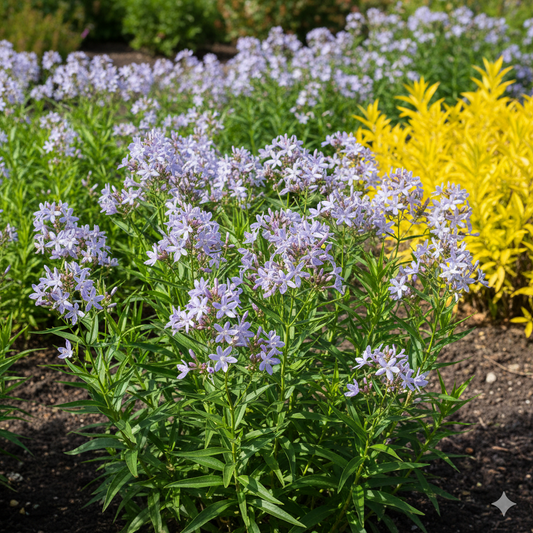 Amsonia orientalis (Rhazia)