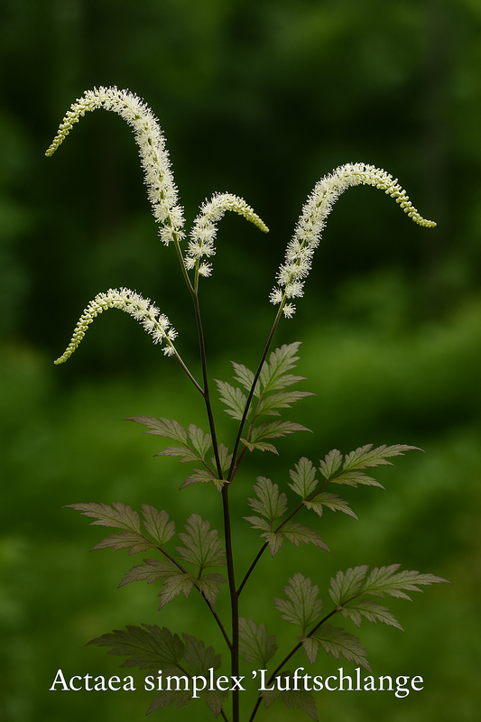 Actaea simplex 'Luftschlange' (Cimicifuga)