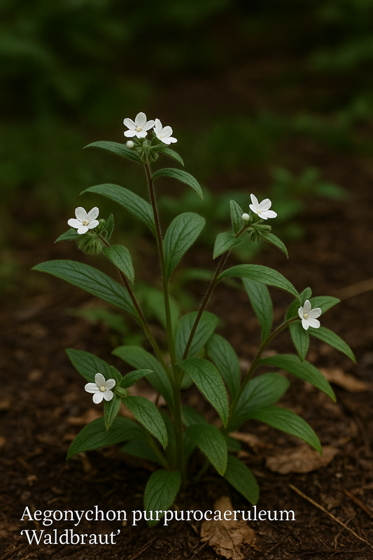 Aegonychon purpurocaeruleum 'Waldbraut'