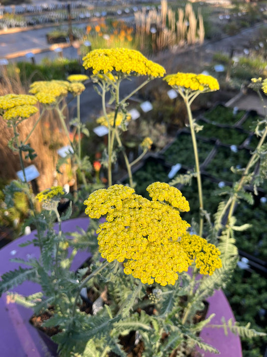 Achillea 'Moonshine'