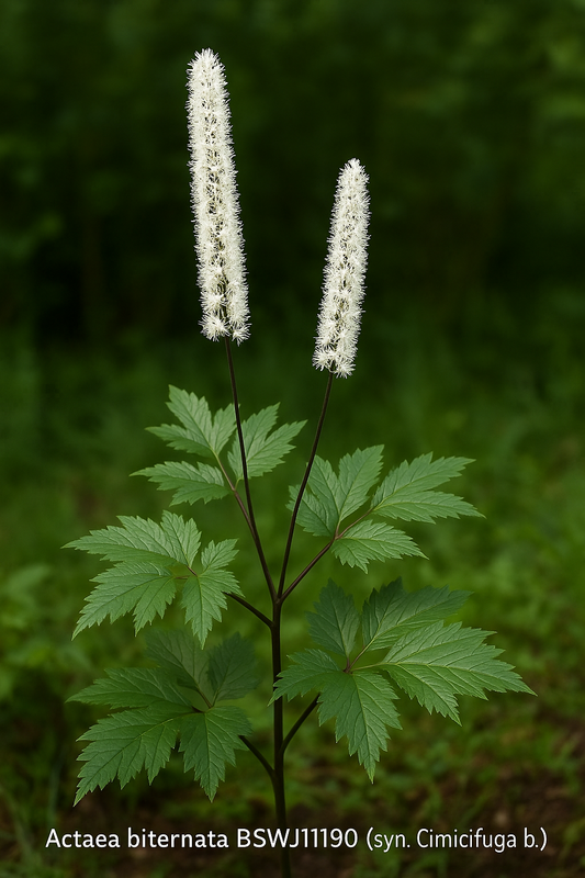 Actaea biternata BSWJ11190 (Cimicifuga)