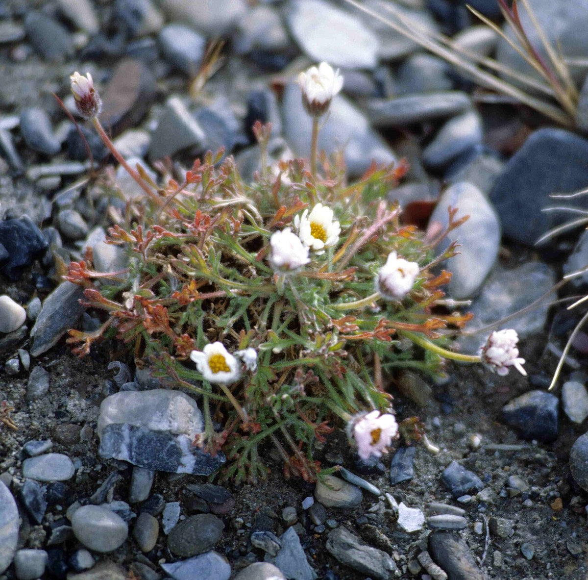 Botanisches Originalfoto: Arctanthemum arcticum 'in Sorten' (Quelle: Wikimedia Commons)