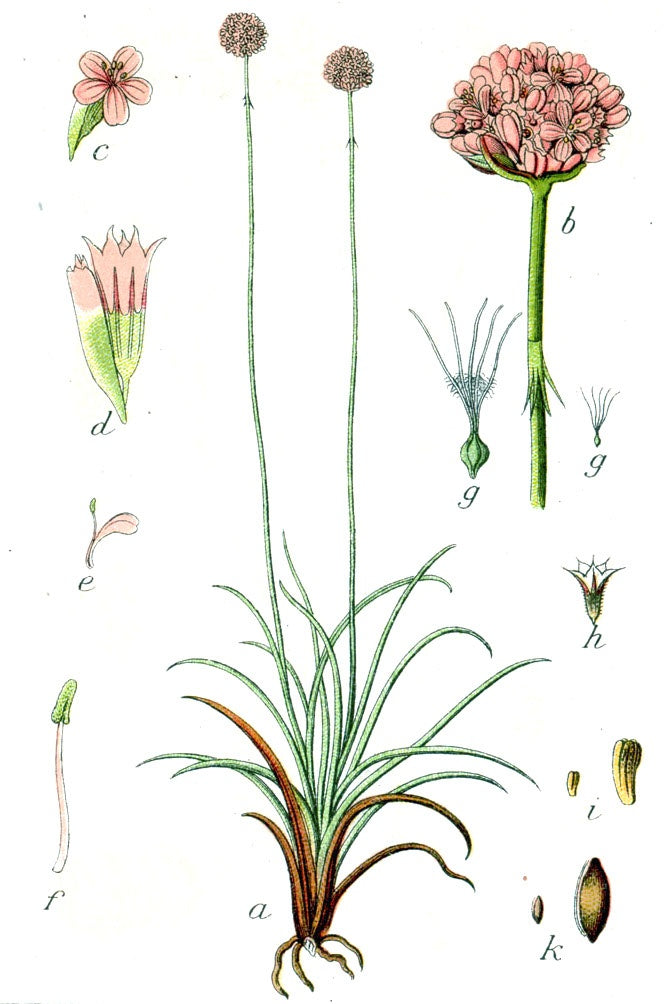 Botanisches Originalfoto: Armeria maritima 'Alba' (Quelle: Wikimedia Commons)