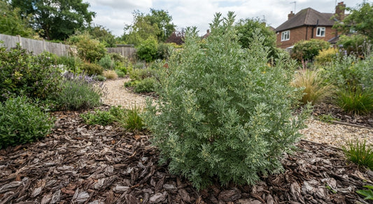Symbolfoto / KI-Visualisierung: Artemisia abrotanum var. camphoratum XXL