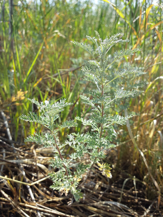 Botanisches Originalfoto: Artemisia pontica (Quelle: Wikimedia Commons)
