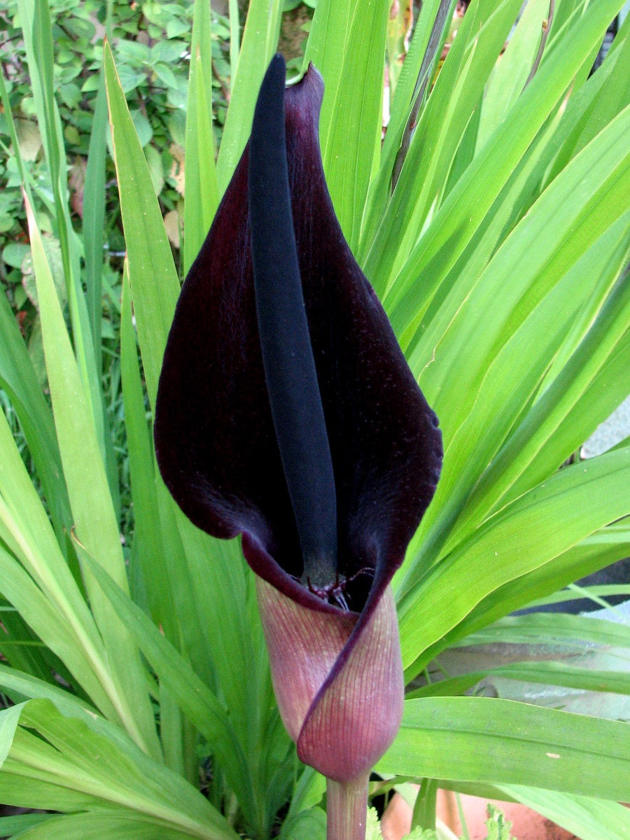 Botanisches Originalfoto: Arum italicum 'Marmoratum'  ('Pictum') (Quelle: Wikimedia Commons)