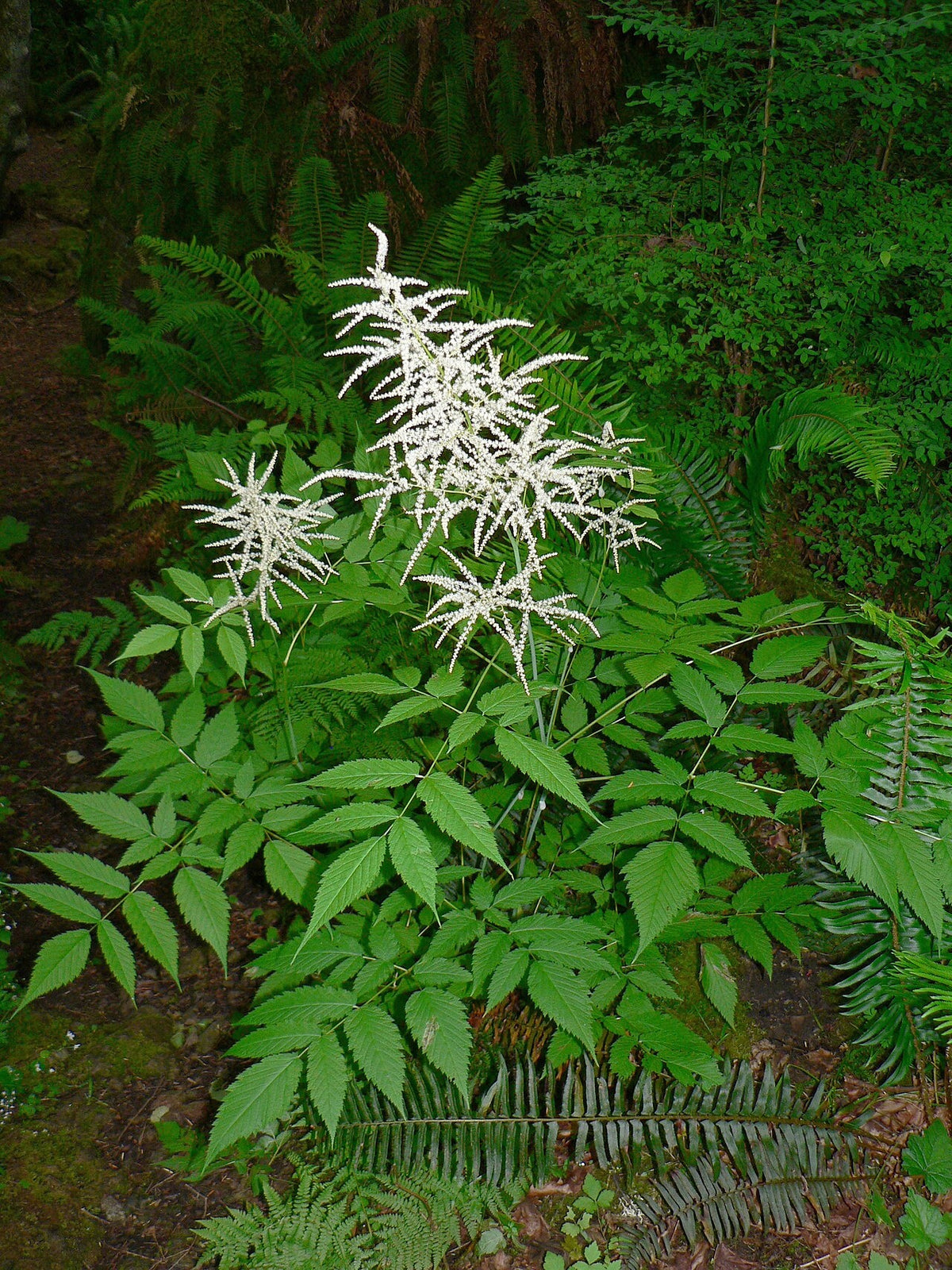 Botanisches Originalfoto: Aruncus 'Bronze' (Quelle: Wikimedia Commons)