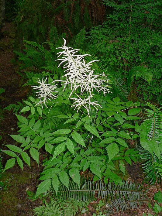 Botanisches Originalfoto: Aruncus 'Charakter' (Quelle: Wikimedia Commons)