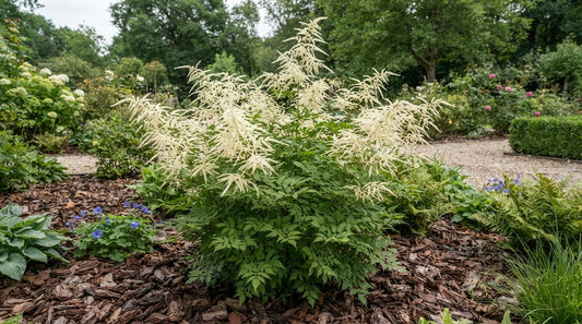 Symbolfoto / KI-Visualisierung: Aruncus 'Elegance'