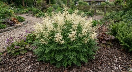 Symbolfoto / KI-Visualisierung: Aruncus sylvester ( = A. aethusifolius)