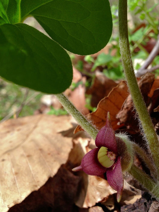 Botanisches Originalfoto: Asarum canadense (Quelle: Wikimedia Commons)