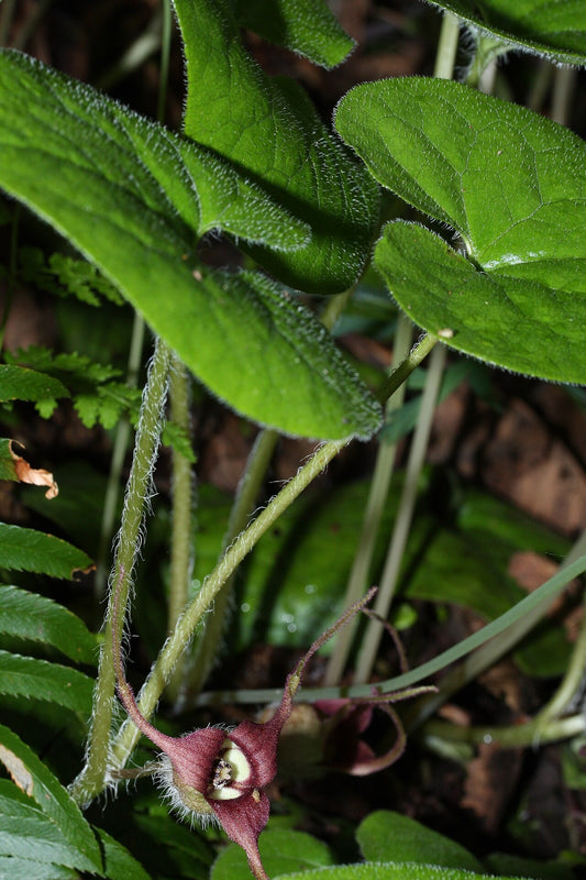 Botanisches Originalfoto: Asarum maximum 'Ling Ling' (Quelle: Wikimedia Commons)
