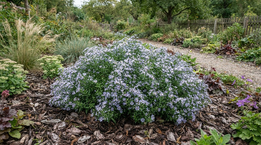 Symbolfoto / KI-Visualisierung: Aster ageratoides 'Stardust' ®