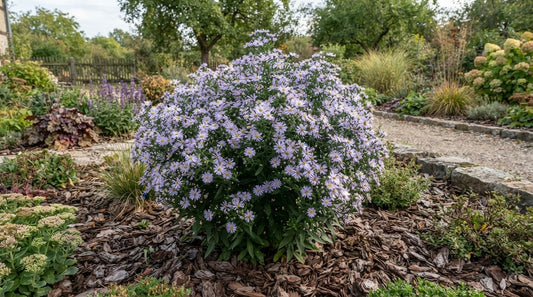 Symbolfoto / KI-Visualisierung: Aster amellus 'Dr. Otto Petscheck'