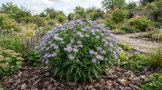Symbolfoto / KI-Visualisierung: Aster incisus 'Blue Star' (Kalimeris)