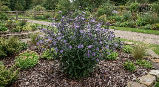 Symbolfoto / KI-Visualisierung: Aster koraiensis (Miyamayomena)