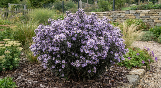 Symbolfoto / KI-Visualisierung: Aster microcephalus 'Harry Smith'