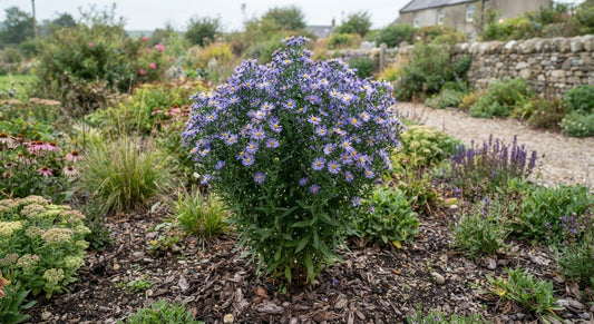 Symbolfoto / KI-Visualisierung: Aster mongolicus 'Antonia' (Kalimeris)