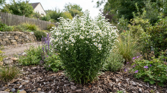 Symbolfoto / KI-Visualisierung: Aster mongolicus 'Mon Jardin' (Kalimeris)