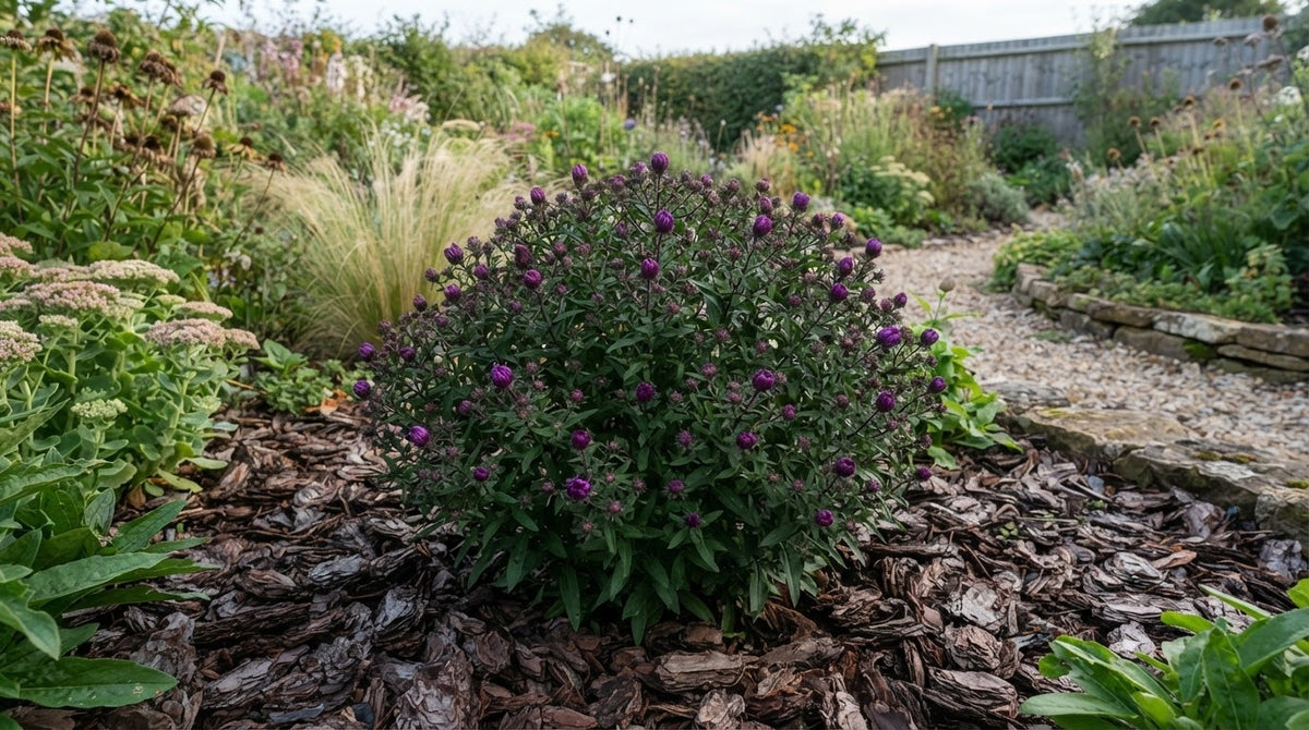 Symbolfoto / KI-Visualisierung: Aster novae-angliae 'Purple Dome'
