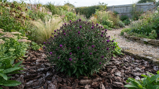 Symbolfoto / KI-Visualisierung: Aster novae-angliae 'Purple Dome'