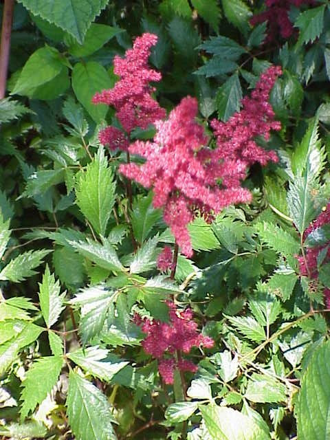 Botanisches Originalfoto: Astilbe chinensis var. taquetii 'Purpurlanze' (Quelle: Wikimedia Commons)
