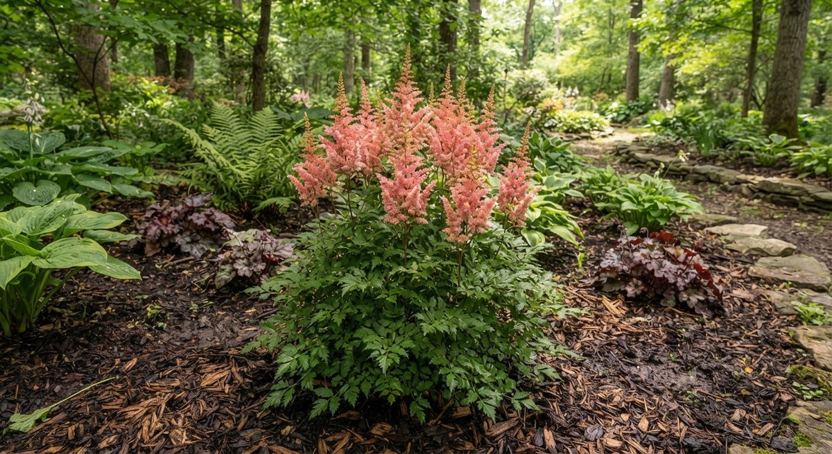 Symbolfoto / KI-Visualisierung: Astilbe x arendsii 'Anita Pfeifer'