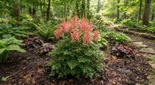 Symbolfoto / KI-Visualisierung: Astilbe x arendsii 'Anita Pfeifer'