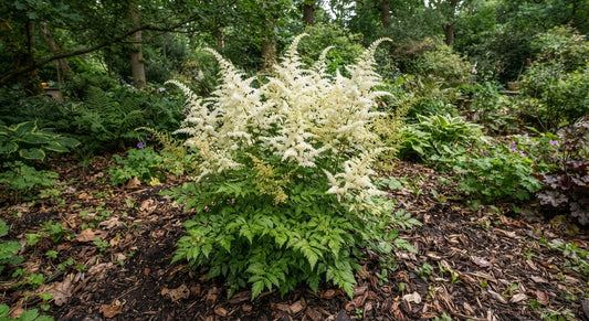 Symbolfoto / KI-Visualisierung: Astilbe x arendsii 'Brautschleier'
