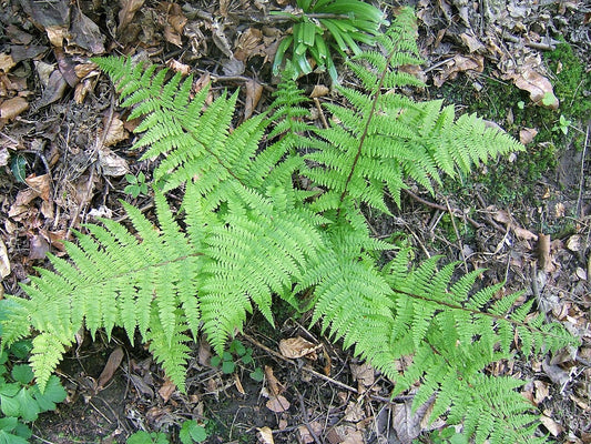 Botanisches Originalfoto: Athyrium filix-femina 'Frizelliae' (Quelle: Wikimedia Commons)