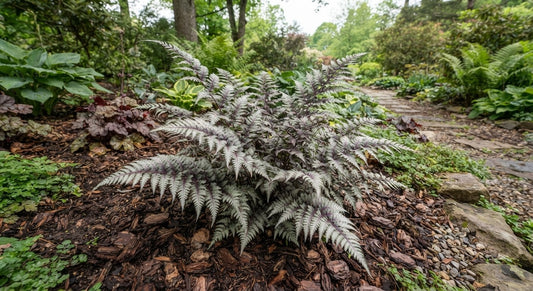 Symbolfoto / KI-Visualisierung: Athyrium niponicum var. pictum  ("Metallicum")