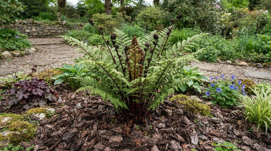 Symbolfoto / KI-Visualisierung: Athyrium vidalii