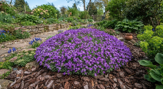 Symbolfoto / KI-Visualisierung: Aubrieta 'Hamburger Stadtpark'