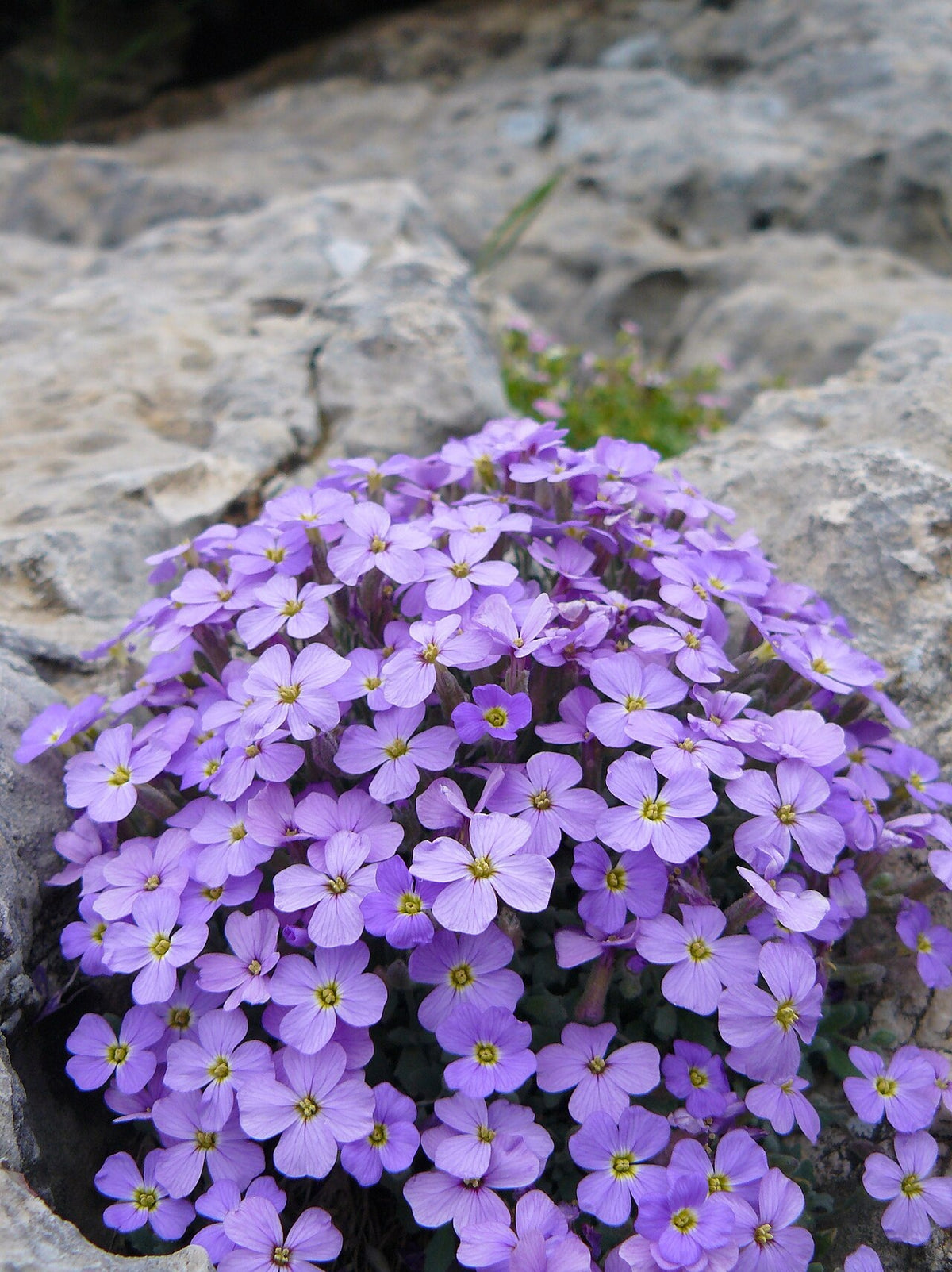 Botanisches Originalfoto: Aubrieta x cult. 'Tauricola' (Quelle: Wikimedia Commons)