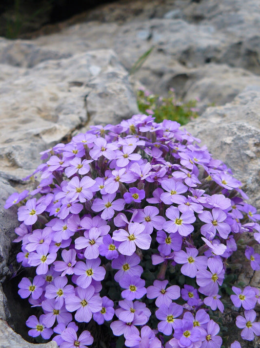 Botanisches Originalfoto: Aubrieta x cult. 'Tauricola' (Quelle: Wikimedia Commons)