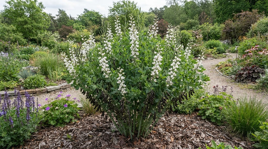 Symbolfoto / KI-Visualisierung: Baptisia alba var. alba (B. pendula) XXL