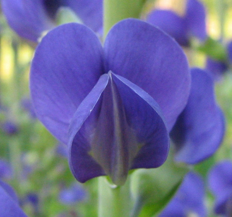 Botanisches Originalfoto: Baptisia 'Dutch Chocolate' ® XXL (Quelle: Wikimedia Commons)