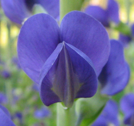 Botanisches Originalfoto: Baptisia sphaerocarpa XXL (Quelle: Wikimedia Commons)