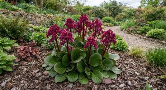 Symbolfoto / KI-Visualisierung: Bergenia 'Abendglut'
