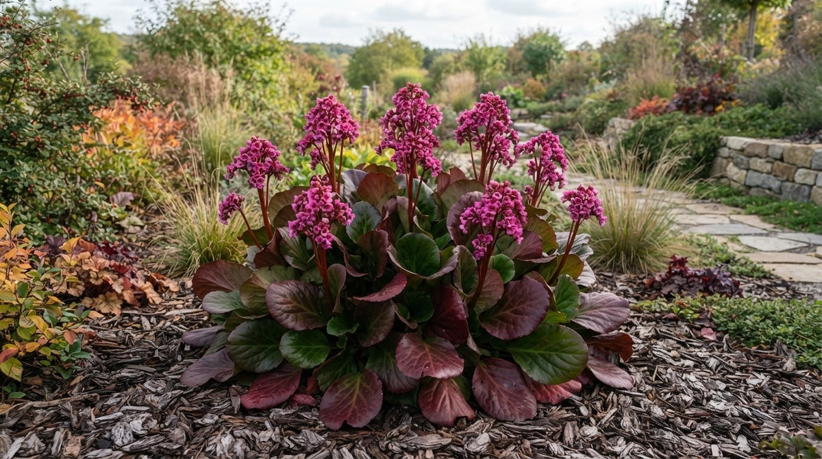 Symbolfoto / KI-Visualisierung: Bergenia 'Bressingham Ruby' ®