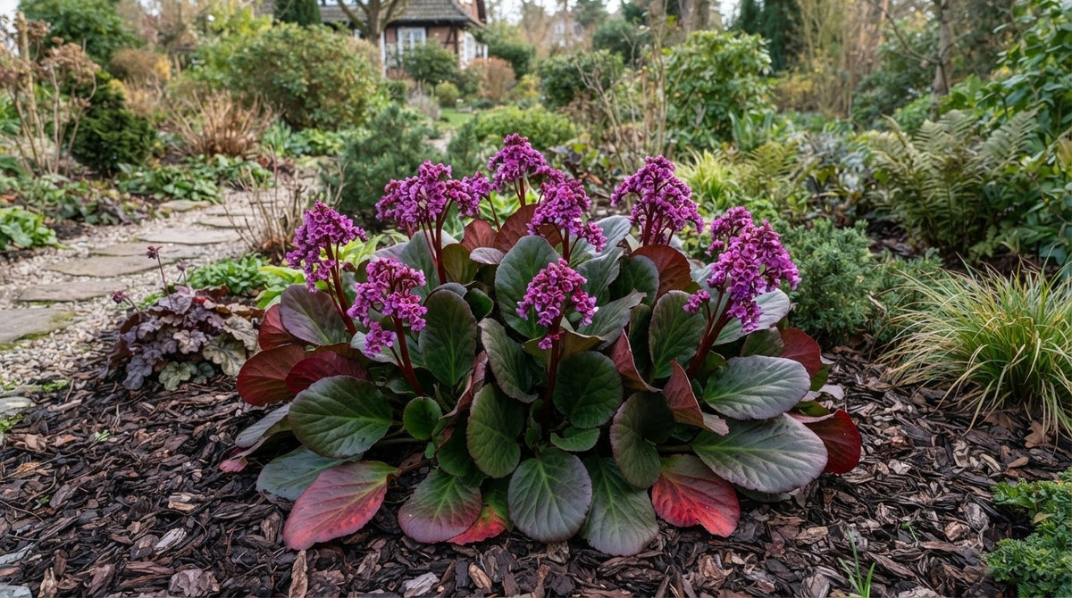 Symbolfoto / KI-Visualisierung: Bergenia 'David'