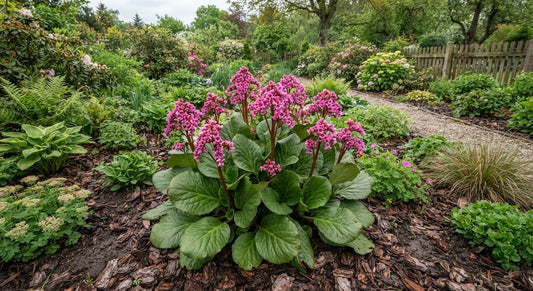 Symbolfoto / KI-Visualisierung: Bergenia 'Eden´s Magic Giant'