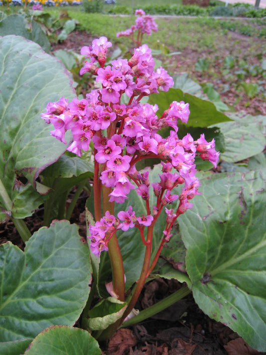 Botanisches Originalfoto: Bergenia 'Silberlicht' (Quelle: Wikimedia Commons)