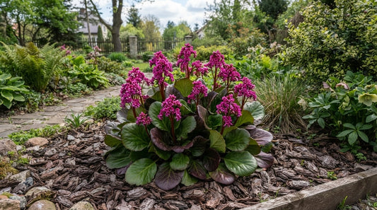 Symbolfoto / KI-Visualisierung: Bergenia x hybrida 'Early Brilliance Magenta'